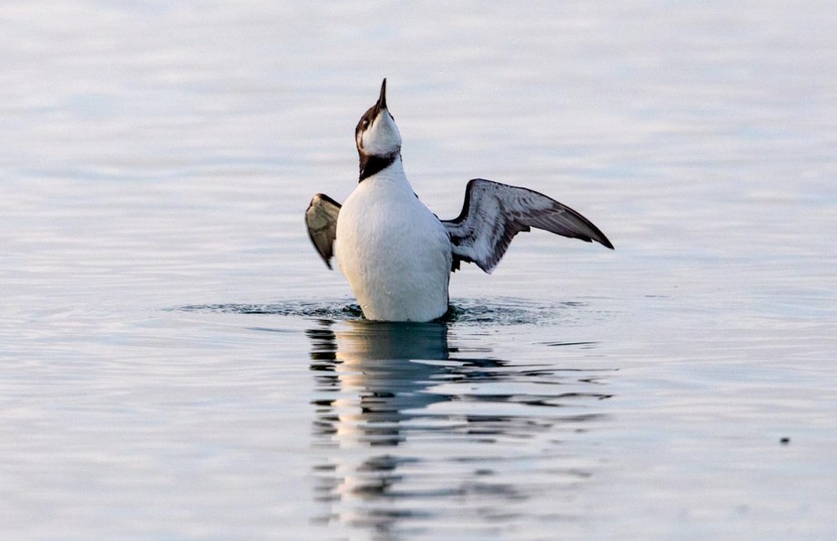 Foto van een zeekoet, Brouwersdam