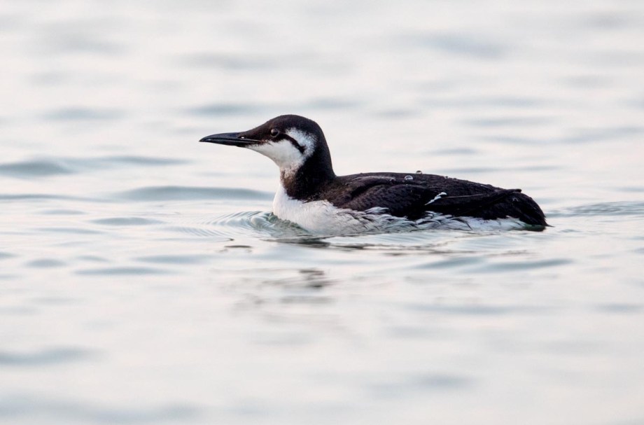 Foto van een zeekoet, Brouwersdam