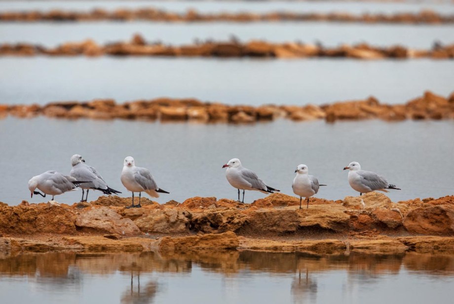 Foto van Audouins meeuwen, Oualidia, Marokko