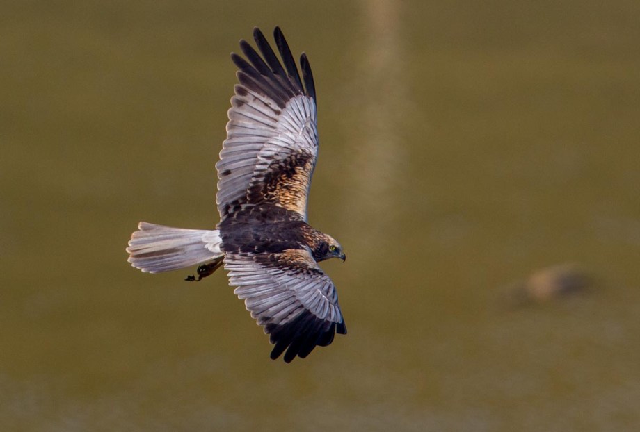 Foto van een Bruine kiekendief, Merja Sidi Boughaba, Kenitra, Marokko