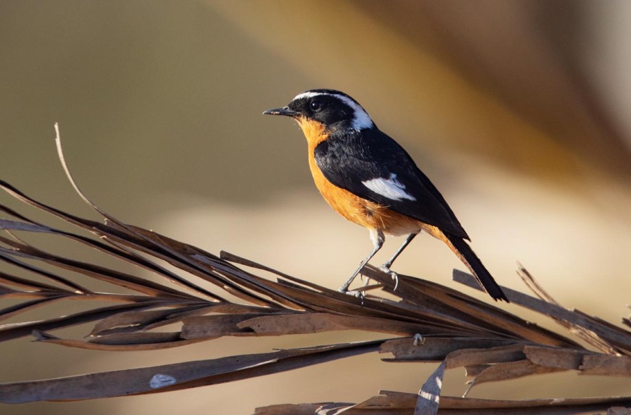Foto van een Diadeemroodstaart, Souss-Massa National Park, Marokko
