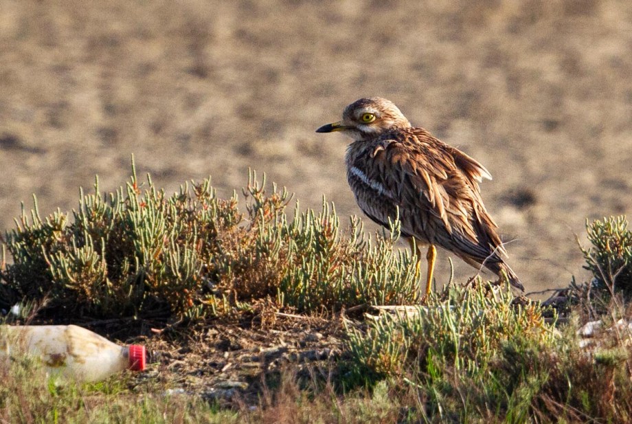 Foto van een Griel, Larache, Marokko