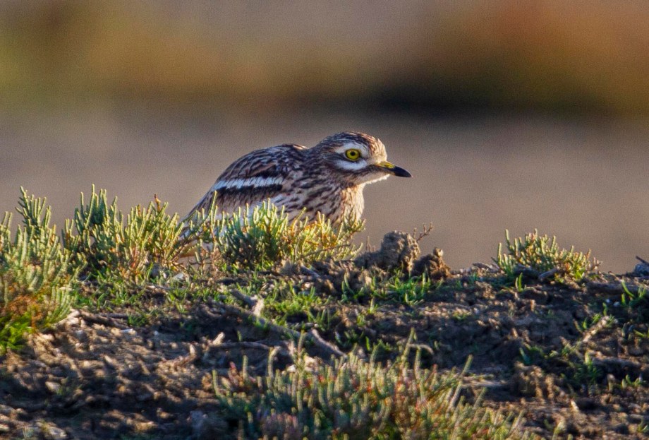 Foto van een Griel, Larache, Marokko