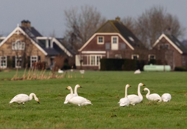 Foto van kleine zwanen, Krimpenerwaard