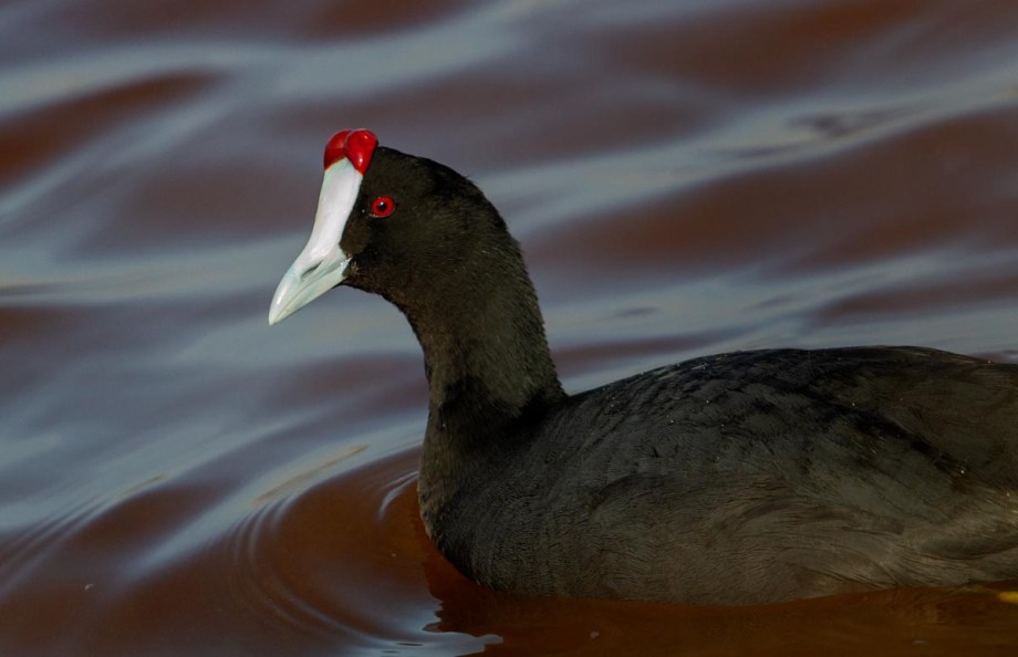 Foto van een Knobbelmeerkoet, Merja Sidi Boughaba, Kenitra, Marokko