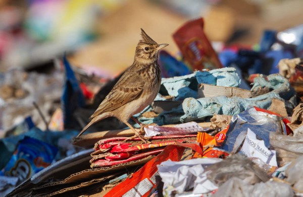 Foto van een Kuifleeuwerik, Larache, Marokko
