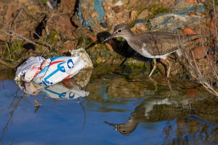 Foto van een Oeverloper, Larache, Marokko