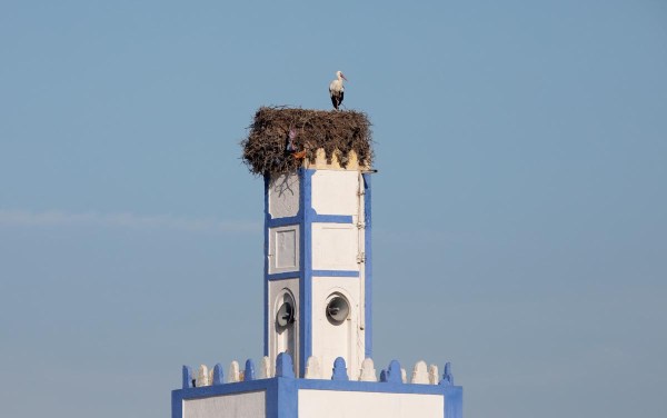 Foto van een Ooievaar, Oualidia, Marokko