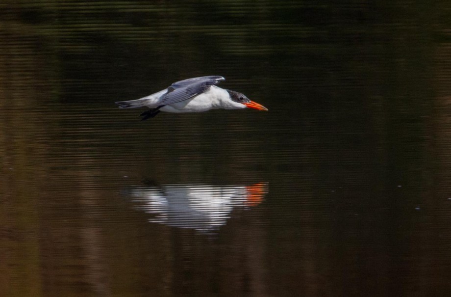 Foto van een Reuzenstern, Larache, Marokko