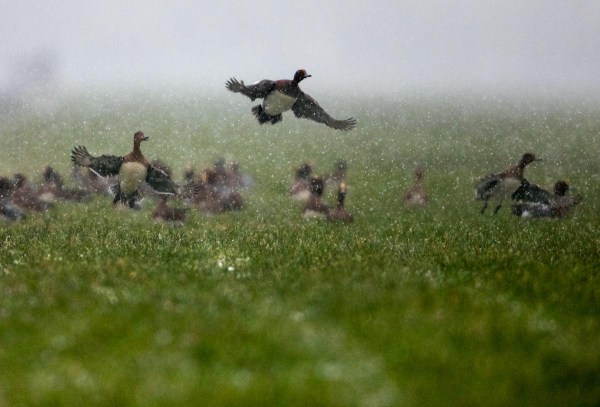 Foto van smienten, Krimpenerwaard