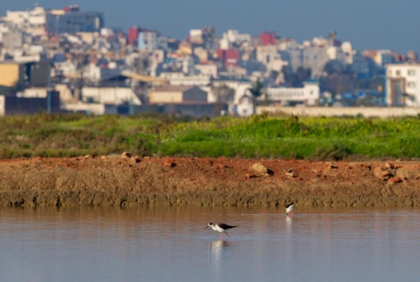 Foto van Steltkluten, Larache, Marokko
