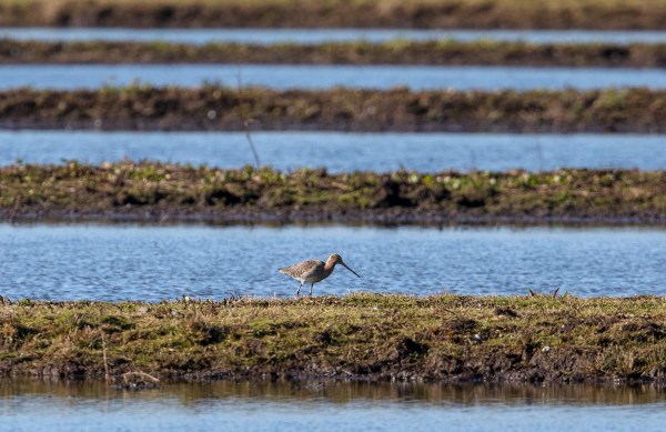 Foto van een Grutto, polder Den Hoek , Krimpenerwaard