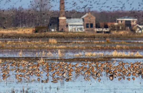 Foto van Grutto's, polder Arkemheen, Nijkerk