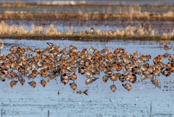 Foto van Grutto's, polder Arkemheen, Nijkerk