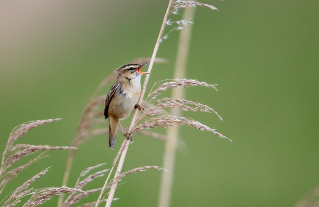 Foto van een rietzanger Ezumakeeg, Lauwersmeer
