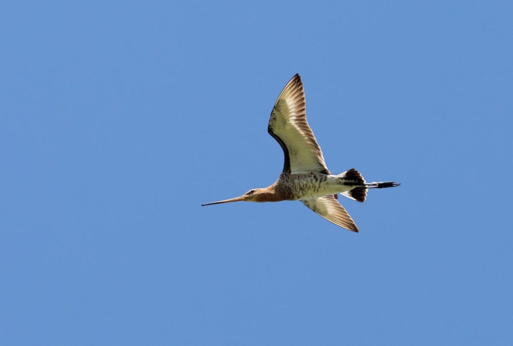 Foto van een grutto, Warkumerwaard