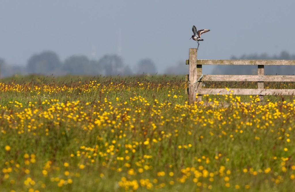 Foto van een grutto, Skrok, Wommels