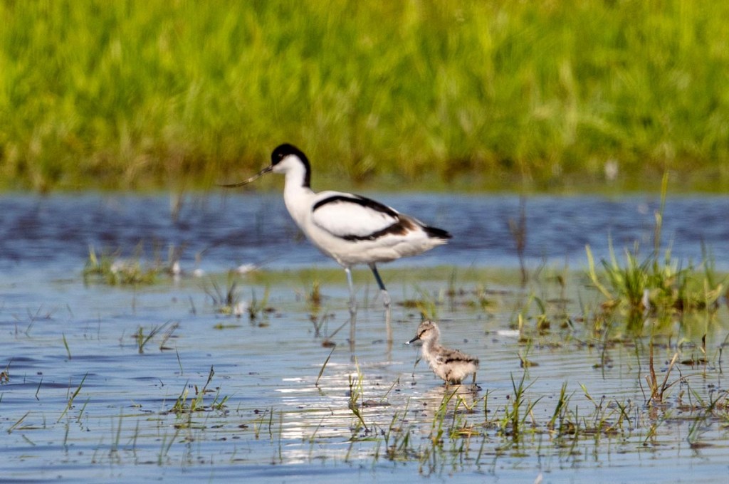 Foto van kluten, Skrok, Wommels