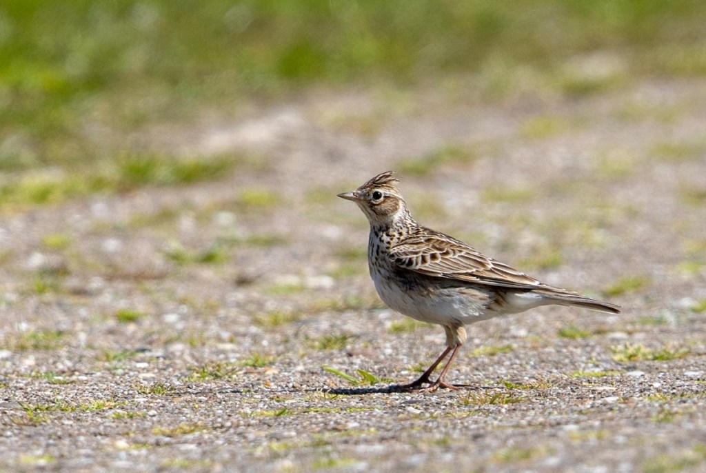 Foto van een Veldleeuwerik, Warkumerwaard
