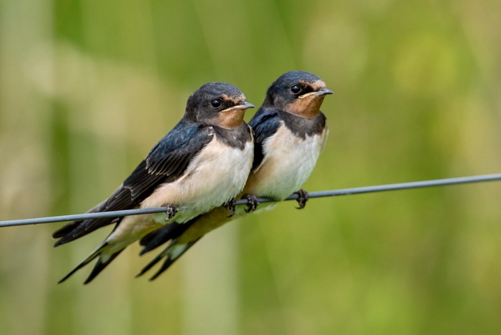 Foto van boerenzwaluwen, Nationaal Park, Lauwersmeer