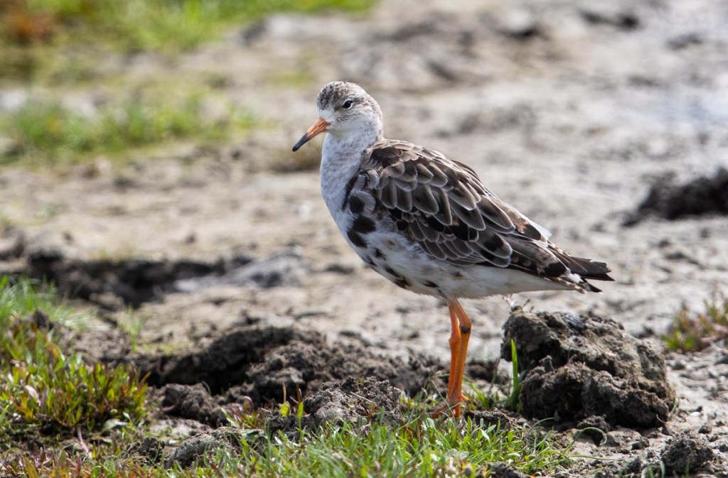 Foto van een kemphaan, Nationaal Park, Lauwersmeer