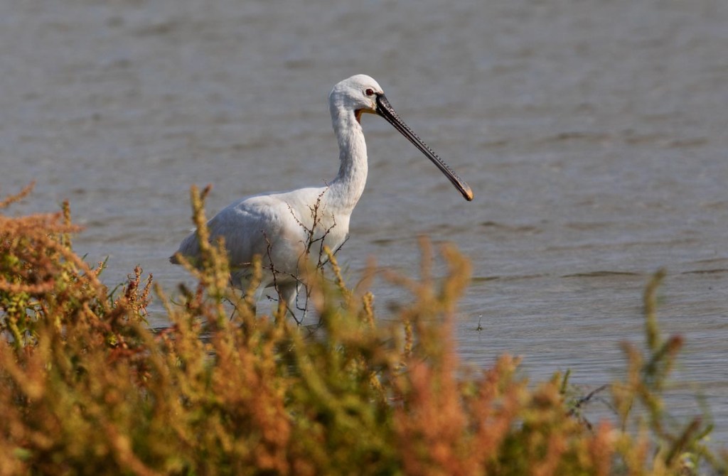 Foto van een lepelaar, Nationaal Park, Lauwersmeer