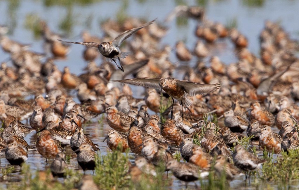 Foto van krombekstrandlopers en bonte strandlopers, Westhoek, Friesland