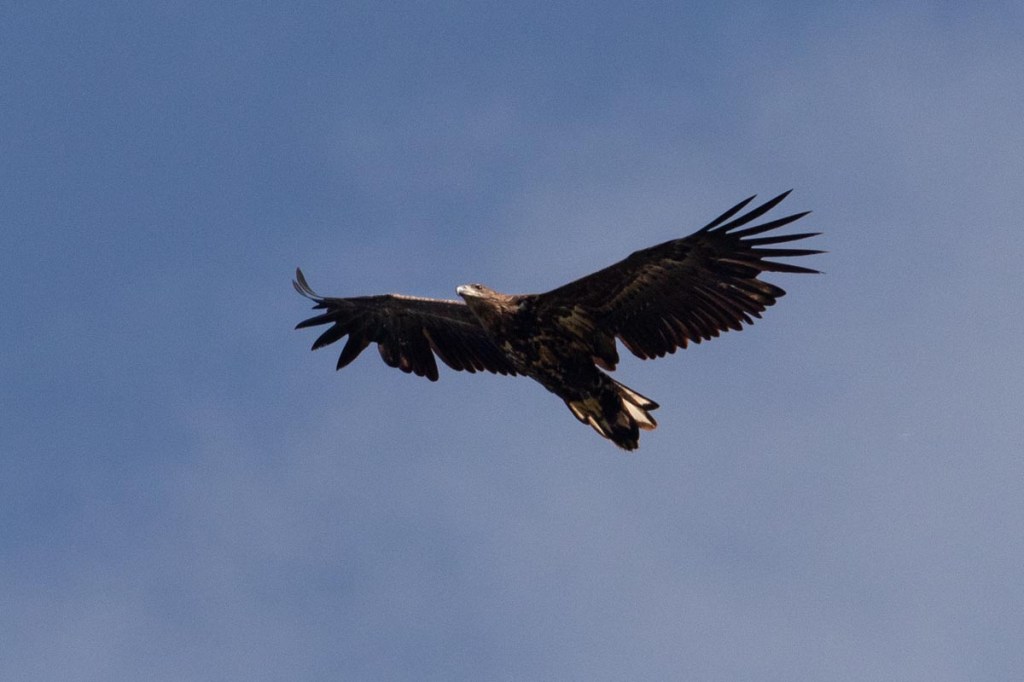 Foto van een zeearend, Nationaal Park, Lauwersmeer