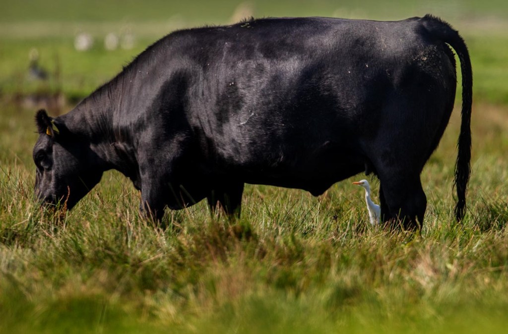 Foto van een koereiger, Bantpolder, Lauwersmeer