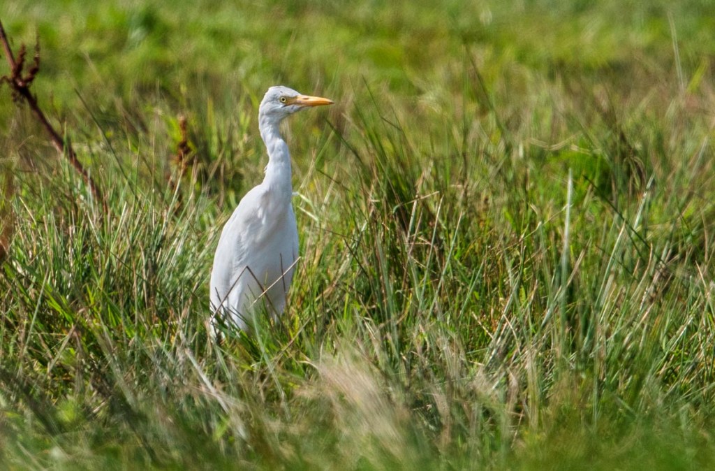Foto van een koereiger, Bantpolder, Lauwersmeer