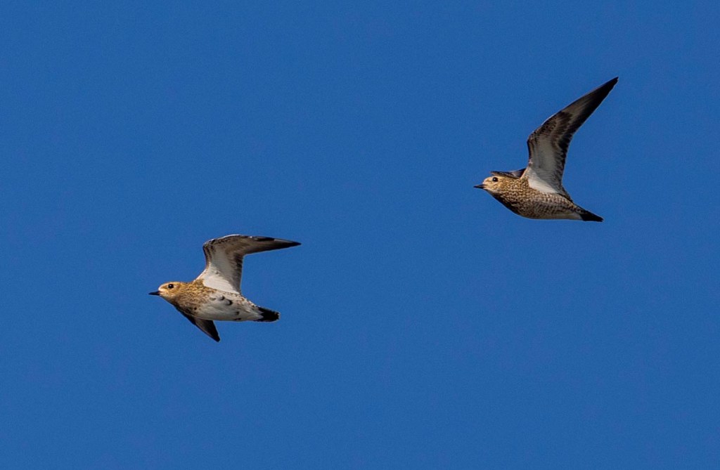 Foto van goudplevieren, Nationaal Park Lauwersmeer