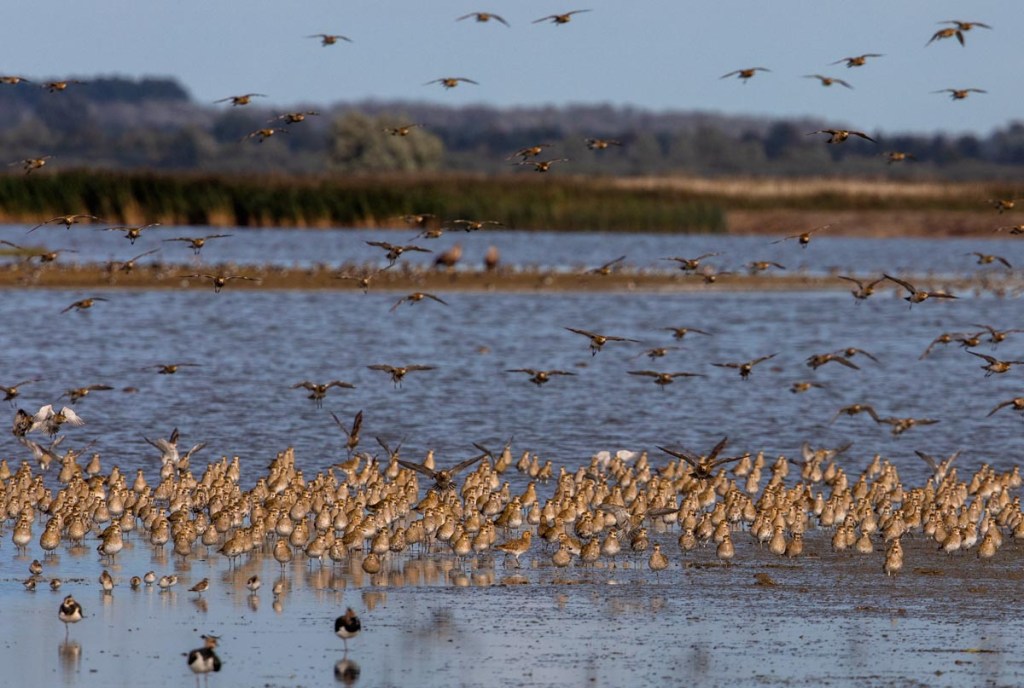 Foto van goudplevieren, Nationaal Park Lauwersmeer