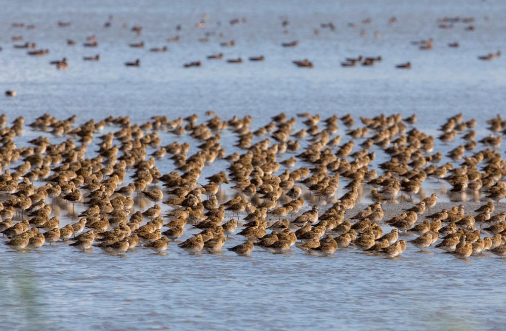 Foto van goudplevieren, Nationaal Park Lauwersmeer