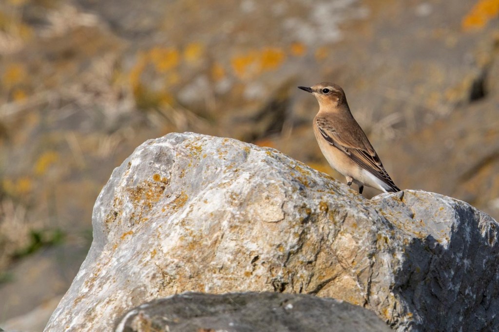Foto van een tapuit, Ternaard