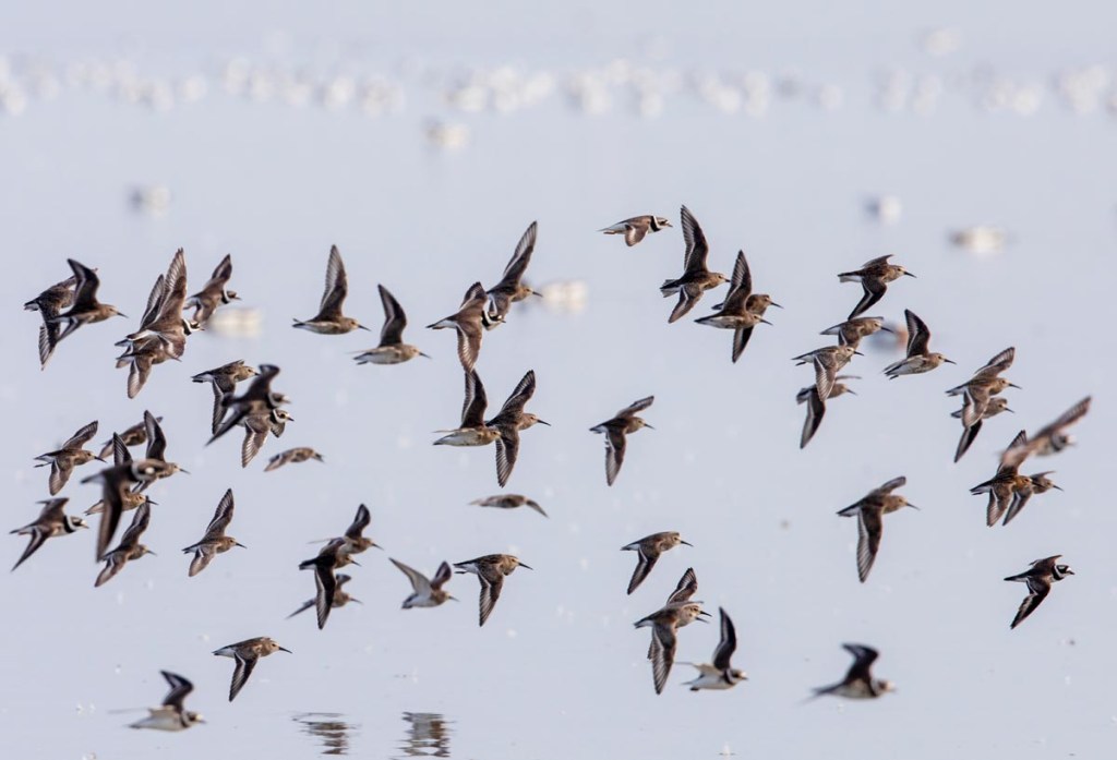Foto van wadvogels, Ternaard