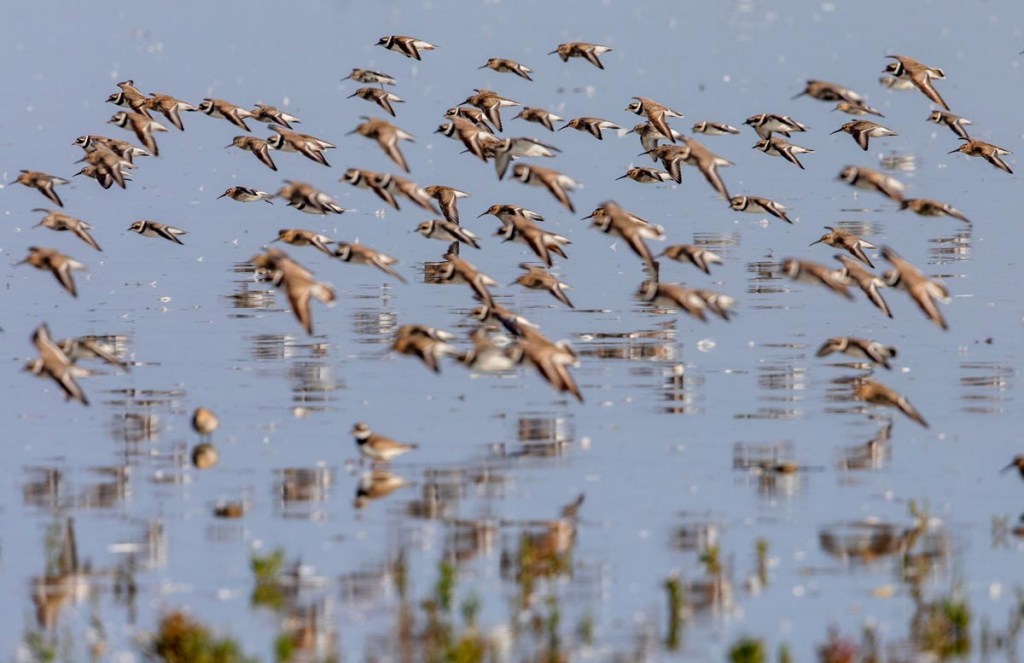 Foto van wadvogels, Ternaard