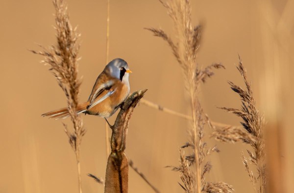 Foto van een baardman, Nationaal Park Lauwersmeer