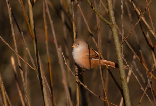 Foto van een baardman, Nationaal Park Lauwersmeer