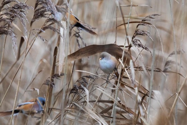 Foto van een baardman, Nationaal Park Lauwersmeer