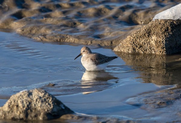 Foto van een bonte strandloper, Eemshaven
