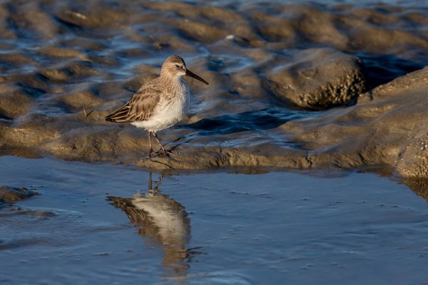 Foto van een bonte strandloper, Eemshaven