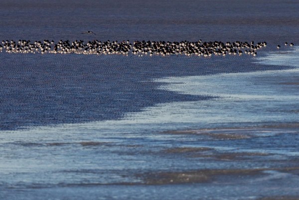 Foto van scholeksters, Eemshaven