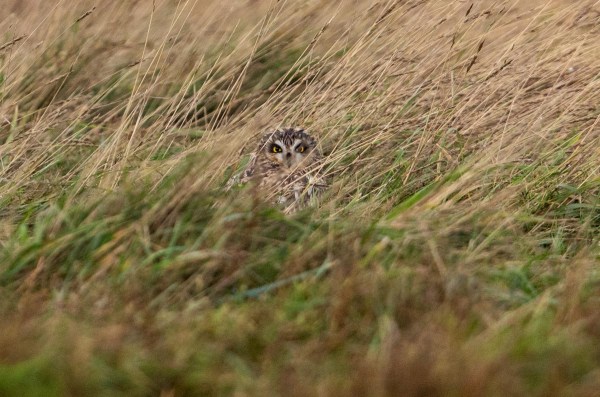 Foto van een velduil, Groningen
