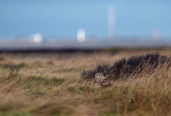 Foto van een velduil, Groningen