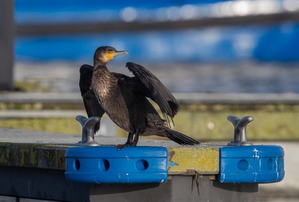 Foto van een aalscholver, Lauwersoog