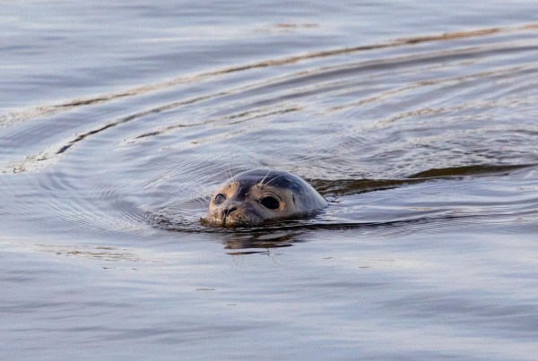 Foto van een gewone zeehond, Lauwersoog