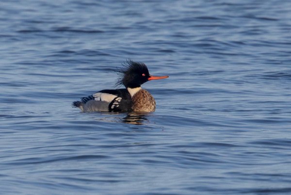 Foto van een middelste zaagbek, Lauwersoog