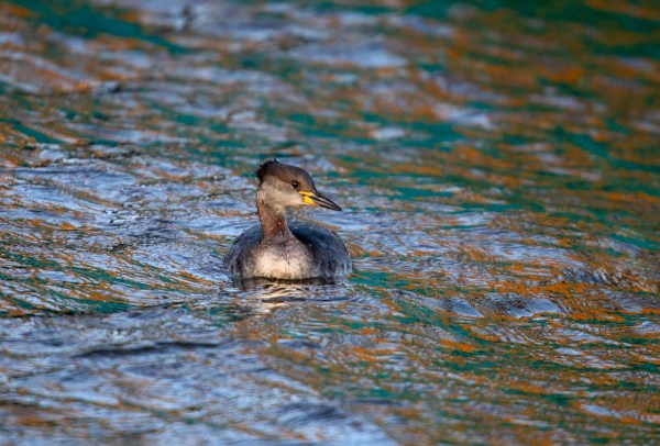 Foto van een roodhalsfuut, Lauwersoog