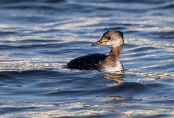 Foto van een roodhalsfuut, Lauwersoog