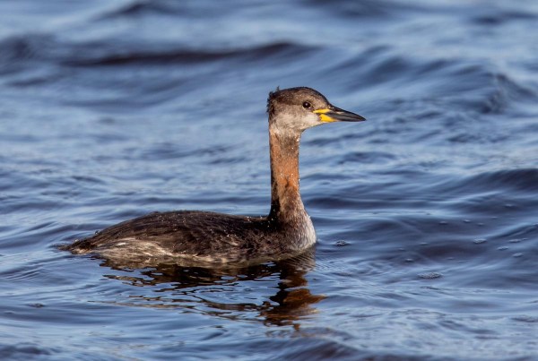 Foto van een roodhalsfuut, Lauwersoog